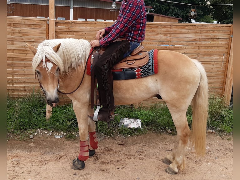 Haflinger Caballo castrado 10 años 156 cm Alazán in Ottenhofen