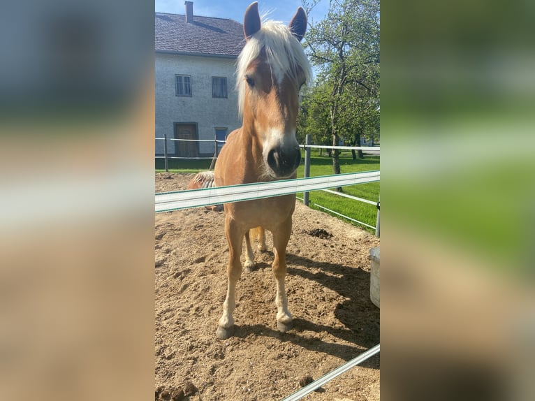 Haflinger Caballo castrado 10 años 158 cm Alazán in Gaspoltshofen