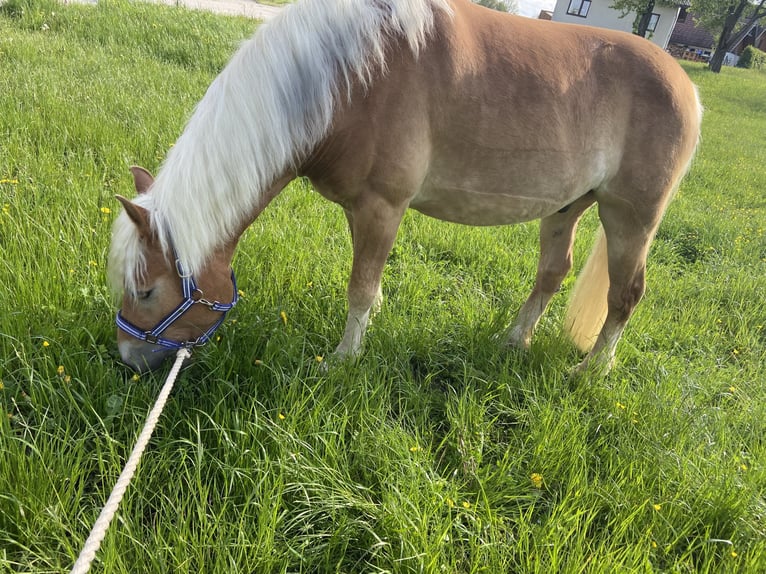 Haflinger Caballo castrado 10 años 158 cm Alazán in Gaspoltshofen