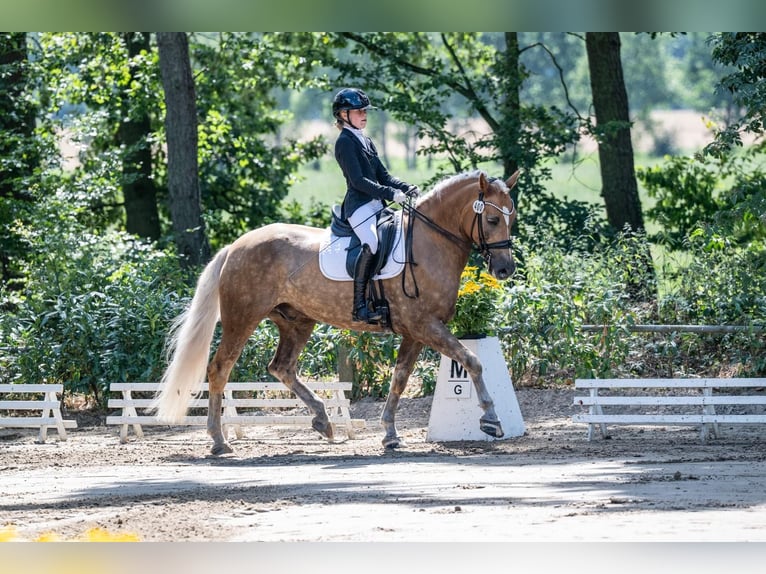 Haflinger Caballo castrado 10 años 163 cm Alazán in Lohne (Oldenburg)