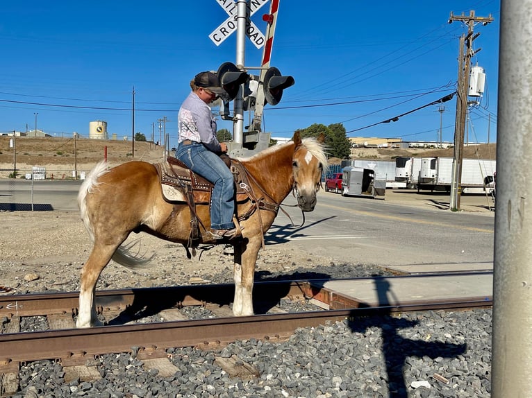 Haflinger Caballo castrado 10 años Alazán rojizo in Bitterwater Ca