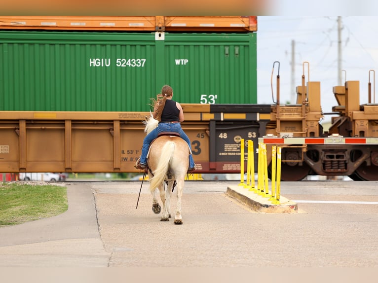 Haflinger Caballo castrado 10 años Alazán-tostado in Forney