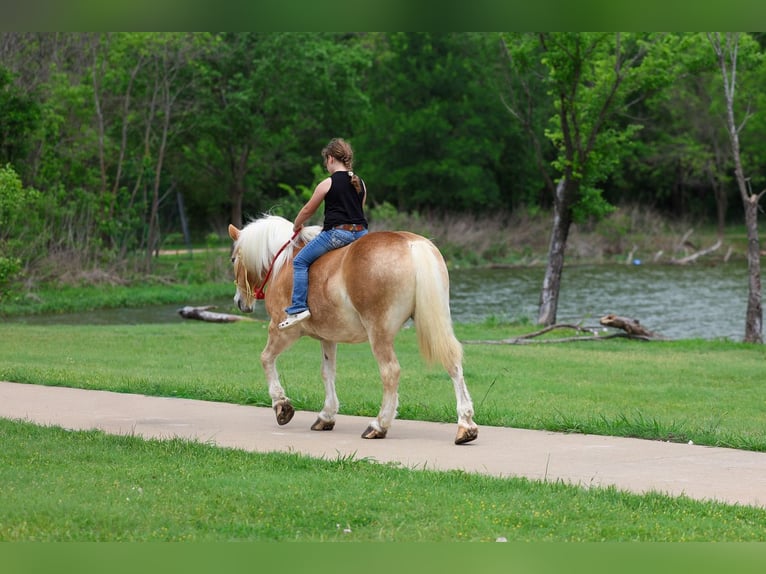Haflinger Caballo castrado 10 años Alazán-tostado in Forney