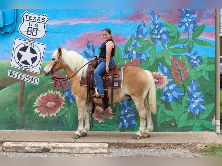 Haflinger Caballo castrado 10 años Alazán-tostado in Forney