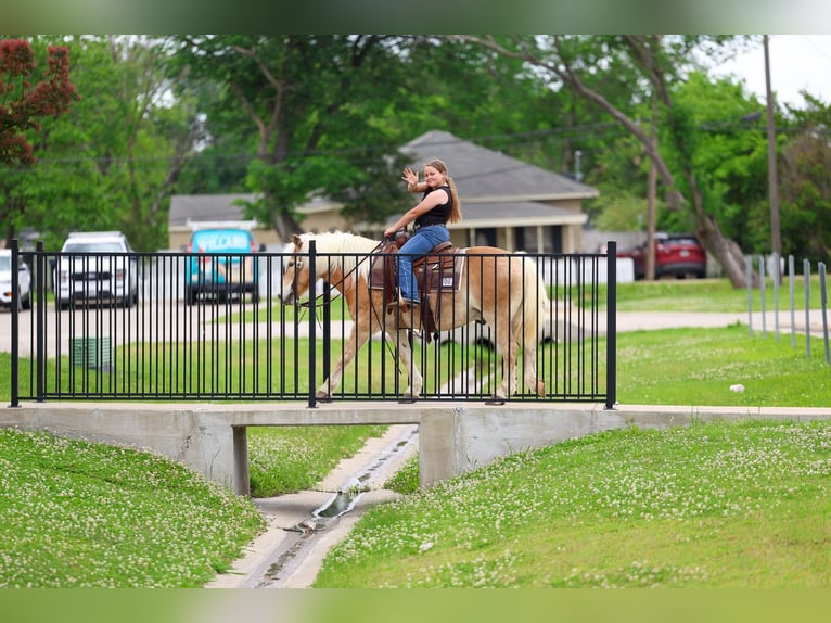 Haflinger Caballo castrado 10 años Alazán-tostado in Forney