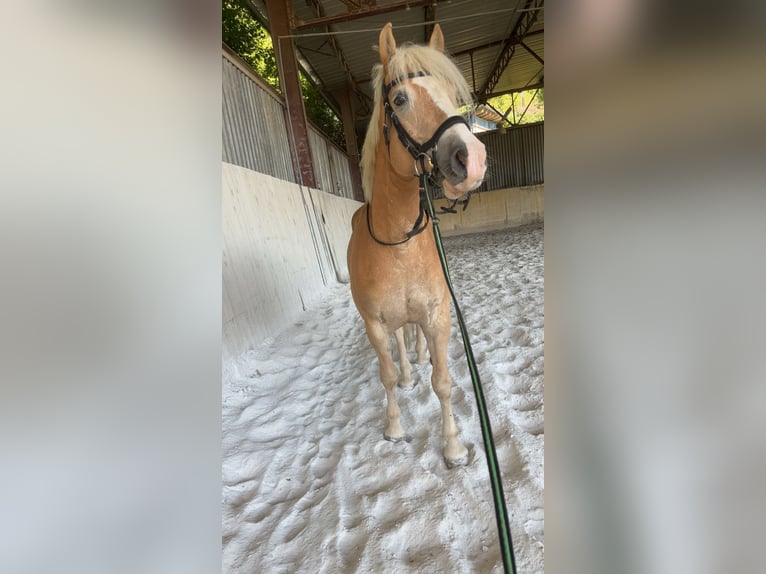 Haflinger Caballo castrado 10 años  in Röthelstein