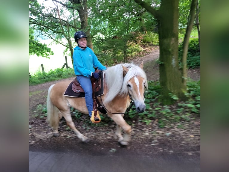 Haflinger Caballo castrado 10 años in Owschlag