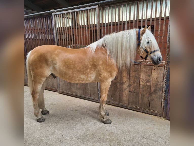 Haflinger Caballo castrado 10 años in Owschlag