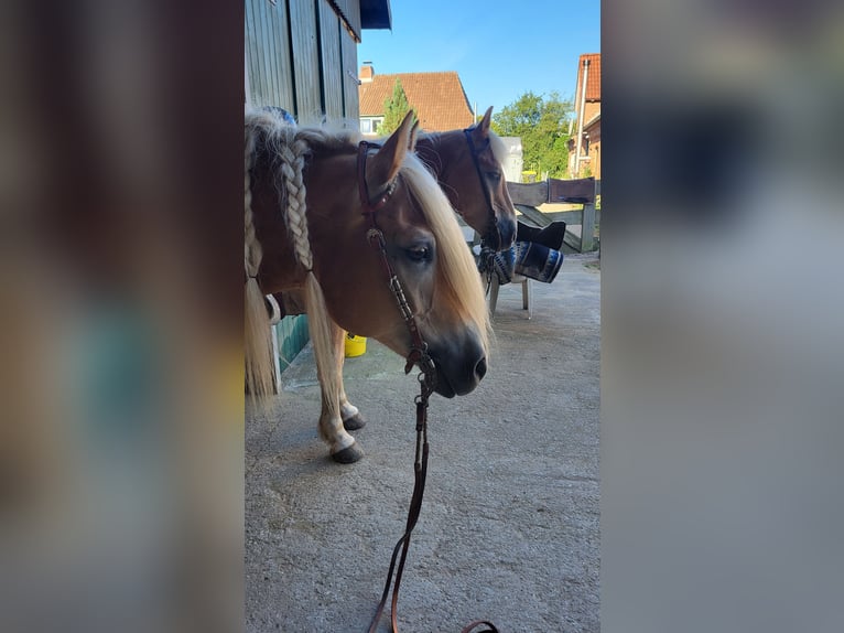 Haflinger Caballo castrado 10 años in Owschlag