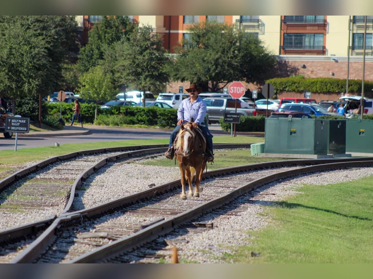 Haflinger Caballo castrado 11 años 142 cm Alazán-tostado in Stephenville TX