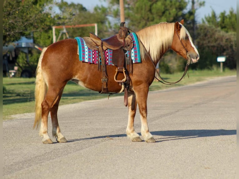 Haflinger Caballo castrado 11 años 142 cm Alazán-tostado in Stephenville TX