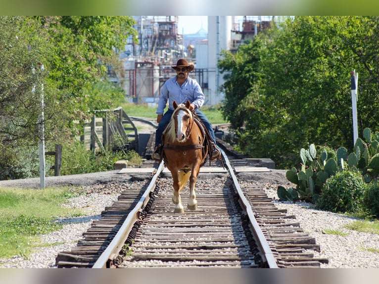 Haflinger Caballo castrado 11 años 142 cm Alazán-tostado in Stephenville TX