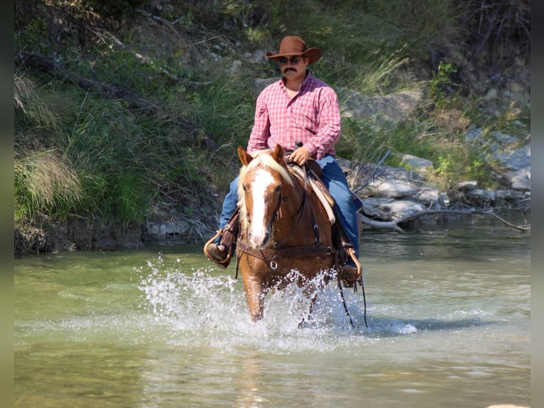 Haflinger Caballo castrado 11 años 142 cm Alazán-tostado in Stephenville TX