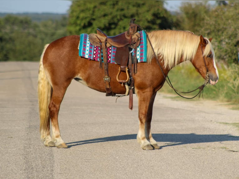 Haflinger Caballo castrado 11 años 142 cm Alazán-tostado in Stephenville TX