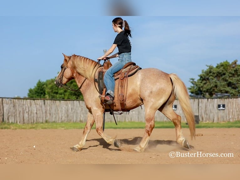 Haflinger Caballo castrado 11 años 142 cm Alazán-tostado in Weatherford TX