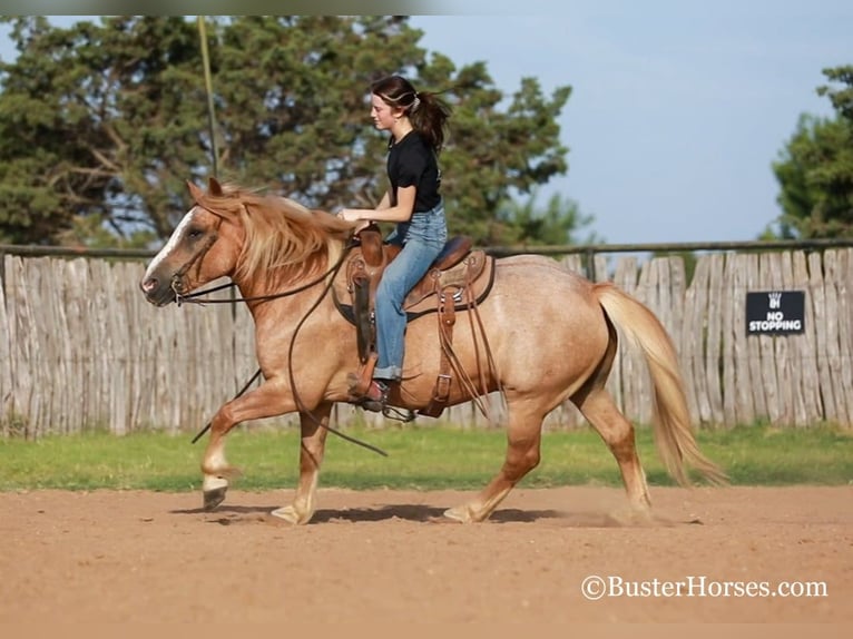 Haflinger Caballo castrado 11 años 142 cm Alazán-tostado in Weatherford TX