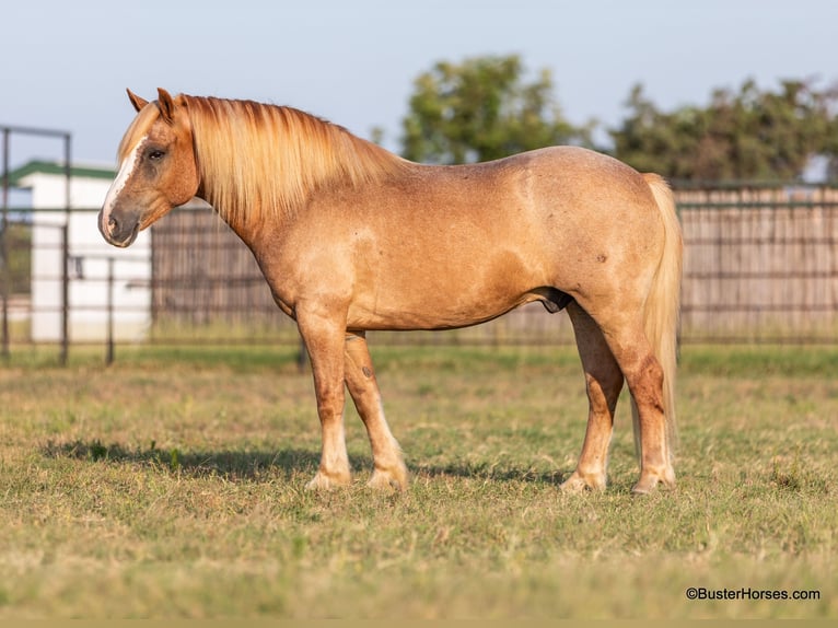 Haflinger Caballo castrado 11 años 142 cm Alazán-tostado in Weatherford TX