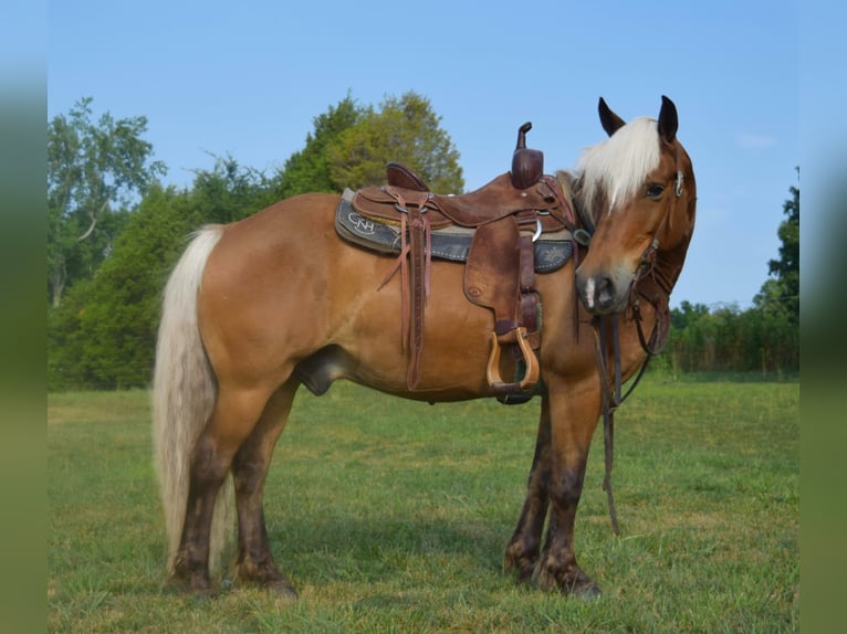 Haflinger Caballo castrado 11 años 142 cm in Greenville Ky