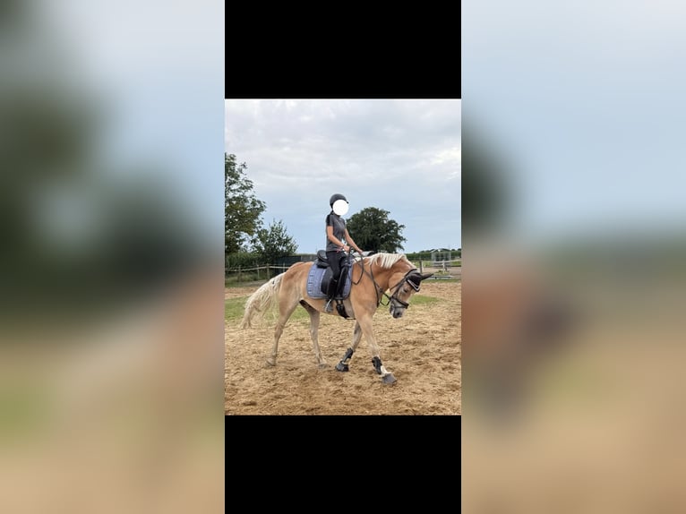Haflinger Mestizo Caballo castrado 11 años 149 cm Bayo in Brest