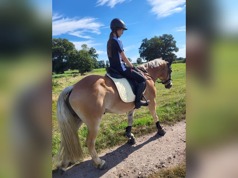 Haflinger Mestizo Caballo castrado 11 años 149 cm Bayo in Brest