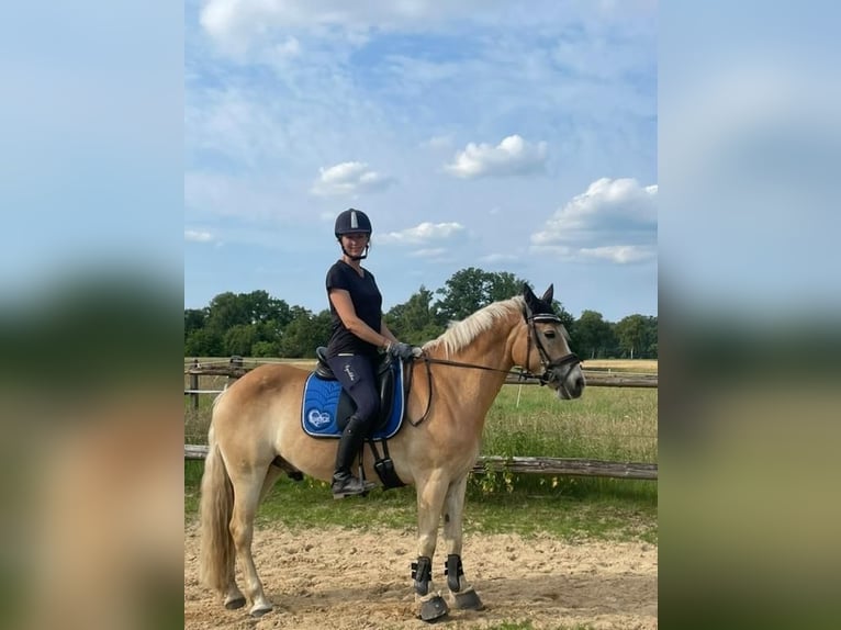 Haflinger Mestizo Caballo castrado 11 años 149 cm Bayo in Brest
