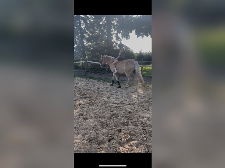 Haflinger Mestizo Caballo castrado 11 años 149 cm Bayo in Brest