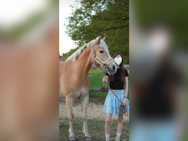 Haflinger Mestizo Caballo castrado 11 años 149 cm Bayo in Brest