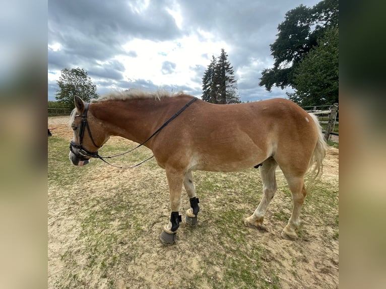 Haflinger Mestizo Caballo castrado 11 años 149 cm Bayo in Brest