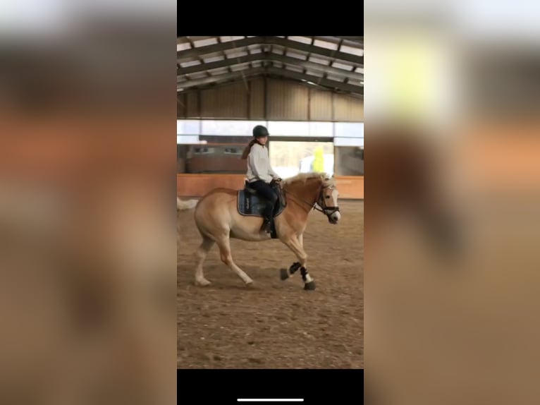 Haflinger Mestizo Caballo castrado 11 años 149 cm Bayo in Brest