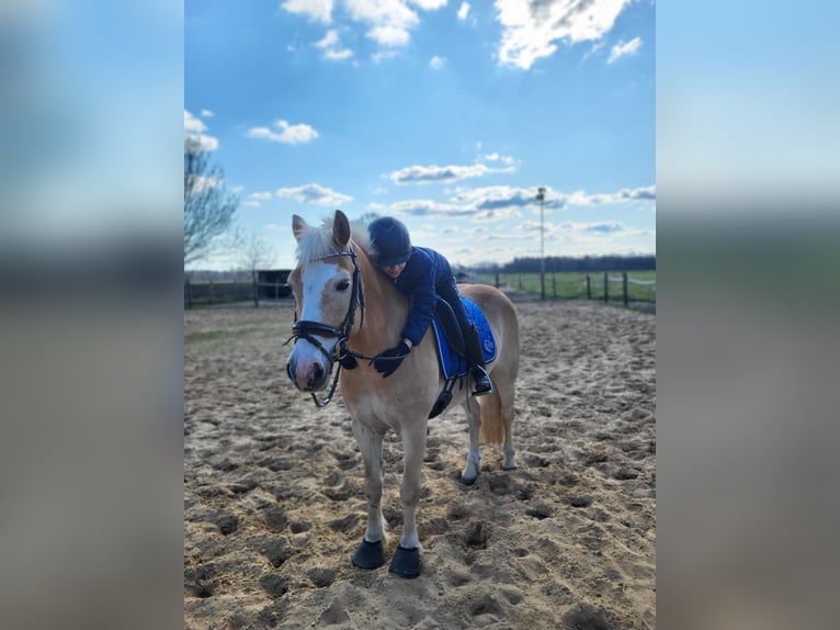 Haflinger Mestizo Caballo castrado 11 años 149 cm Bayo in Brest