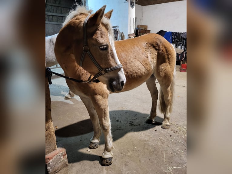 Haflinger Mestizo Caballo castrado 11 años 149 cm Bayo in Brest