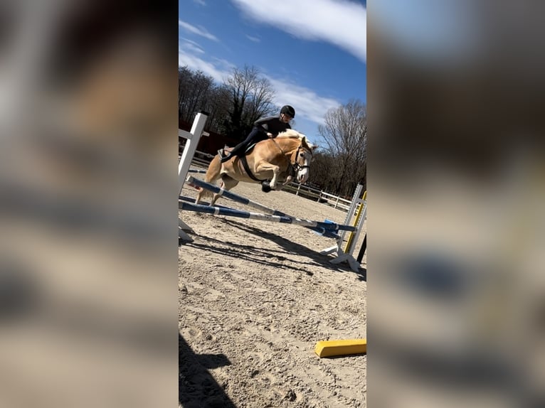 Haflinger Caballo castrado 11 años 150 cm Alazán-tostado in Genestrerio