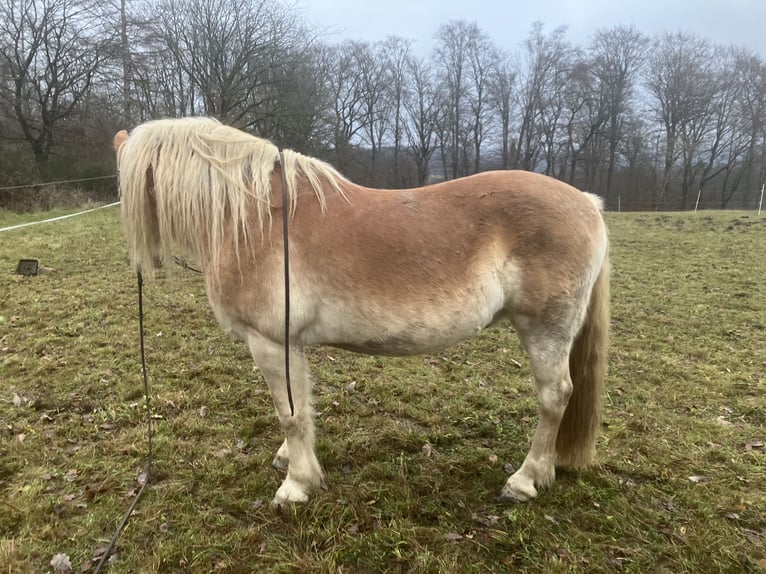 Haflinger Caballo castrado 11 años 150 cm Palomino in Horbach