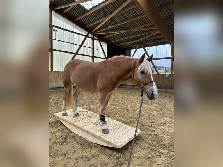 Haflinger Caballo castrado 11 años 150 cm Palomino in Wetzlar