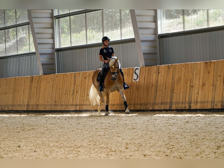 Haflinger Caballo castrado 11 años 151 cm in Pabneukirchen