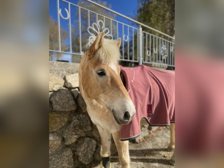 Haflinger Caballo castrado 11 años 151 cm in Pabneukirchen