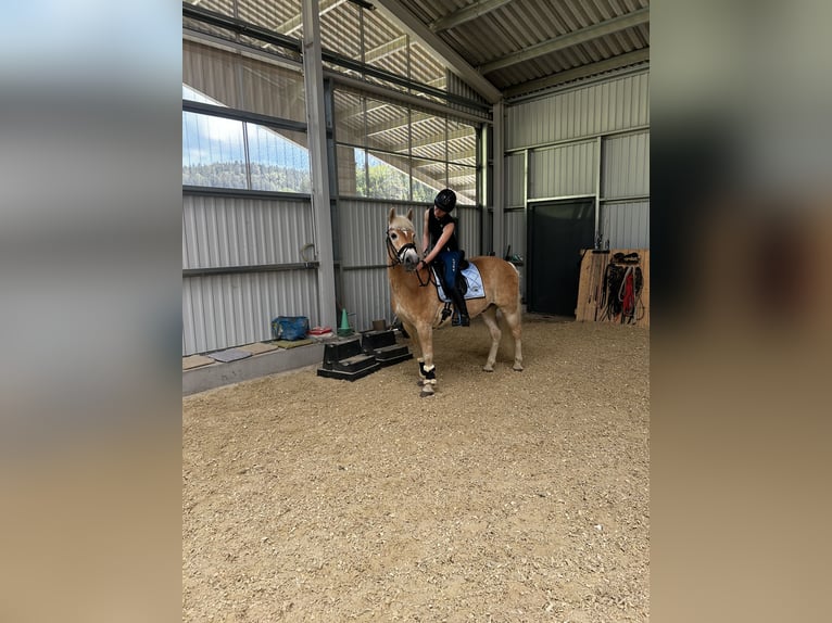 Haflinger Caballo castrado 11 años 151 cm in Pabneukirchen