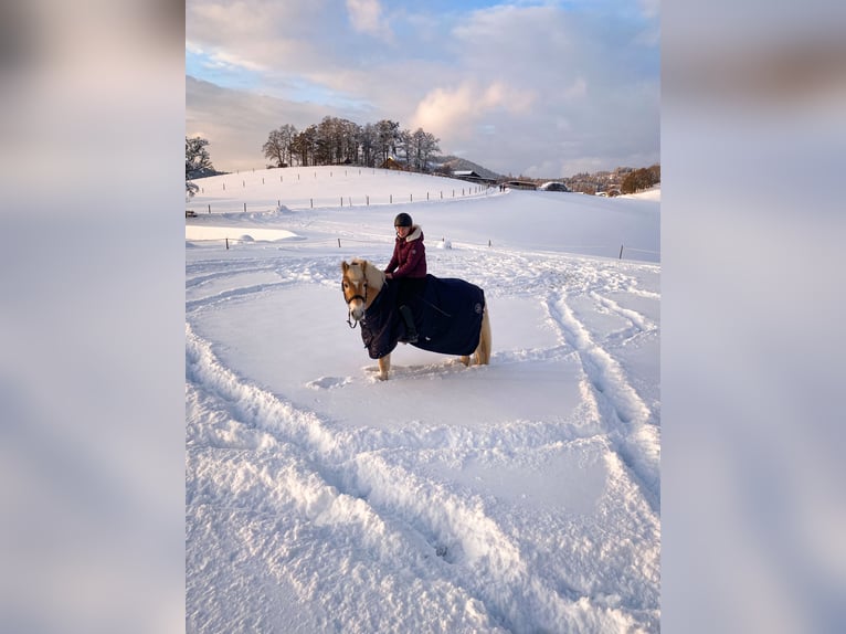 Haflinger Caballo castrado 11 años 151 cm in Pabneukirchen