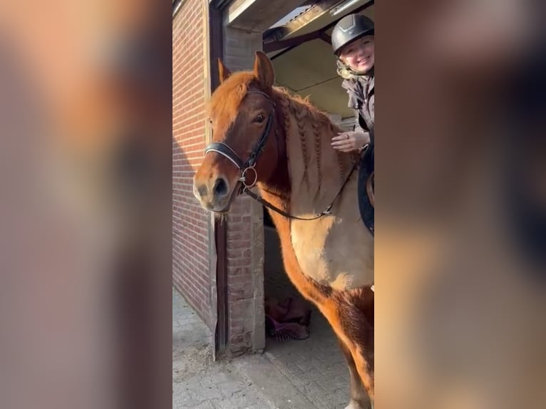 Haflinger Mestizo Caballo castrado 11 años 153 cm Alazán in Nettetal