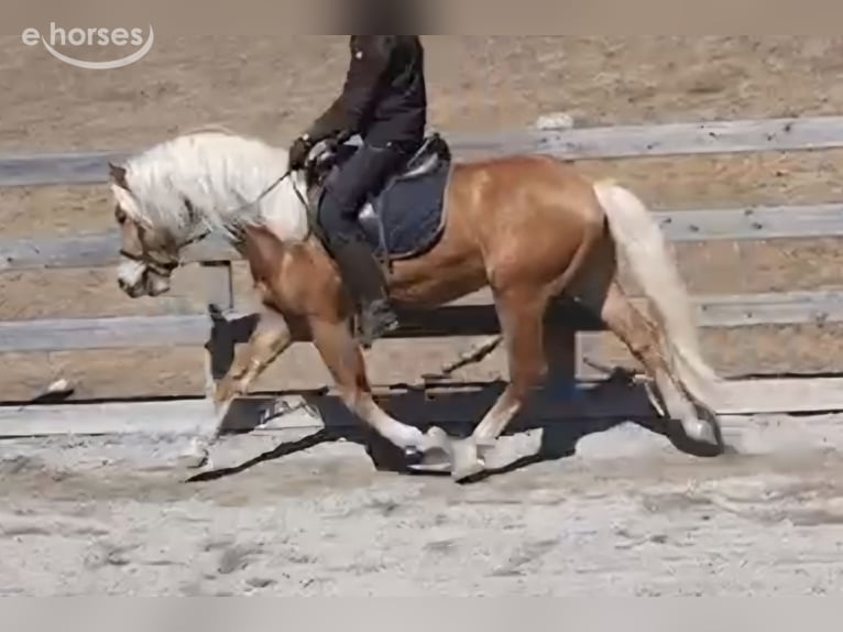 Haflinger Caballo castrado 11 años 155 cm Alazán in Nauders