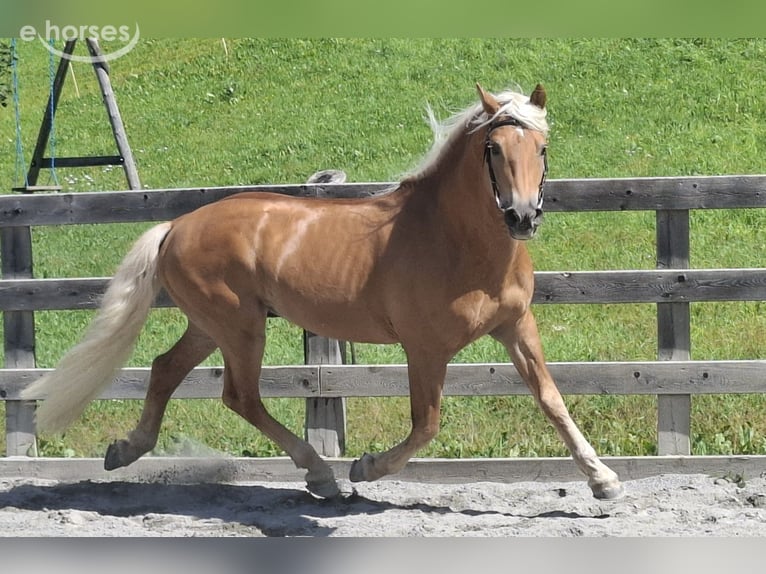 Haflinger Caballo castrado 11 años 155 cm Alazán in Nauders