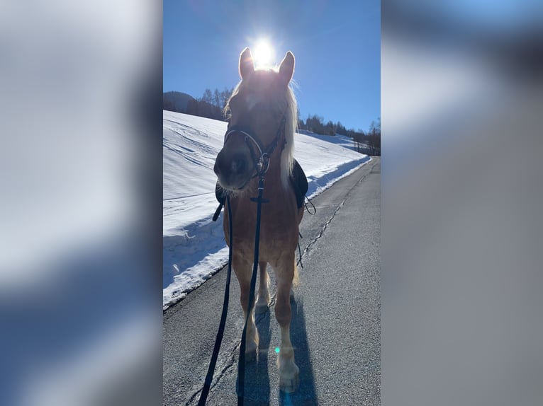 Haflinger Caballo castrado 11 años 156 cm  in Kaprun