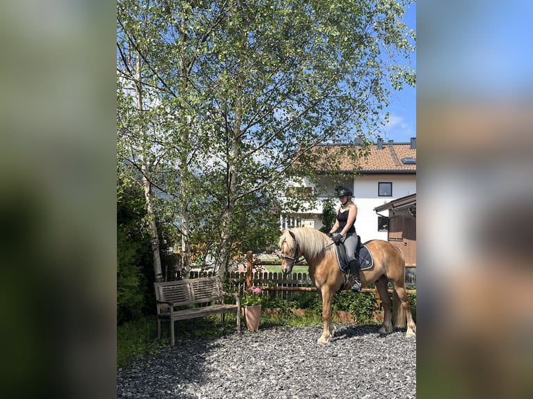 Haflinger Caballo castrado 11 años 156 cm  in Kaprun