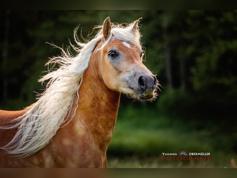 Haflinger Caballo castrado 11 años Alazán in Schönberg