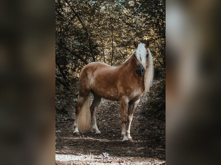 Haflinger Caballo castrado 11 años Alazán in Schönberg