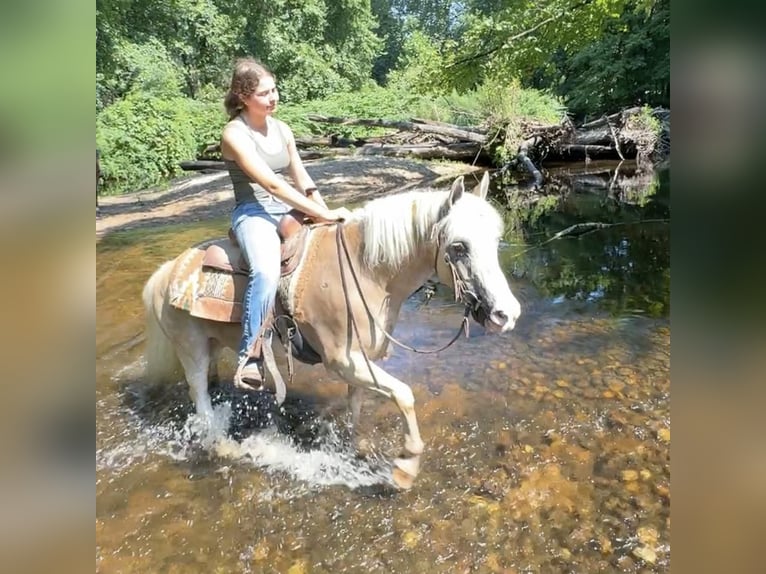 Haflinger Mestizo Caballo castrado 12 años 137 cm Palomino in Granby, CT