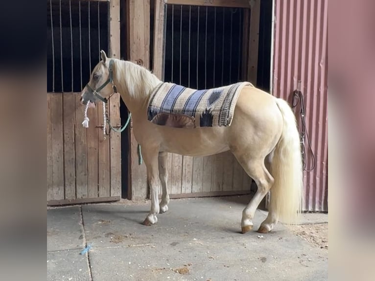 Haflinger Mestizo Caballo castrado 12 años 137 cm Palomino in Granby, CT