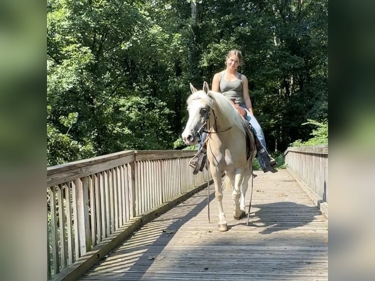 Haflinger Mestizo Caballo castrado 12 años 137 cm Palomino in Granby, CT