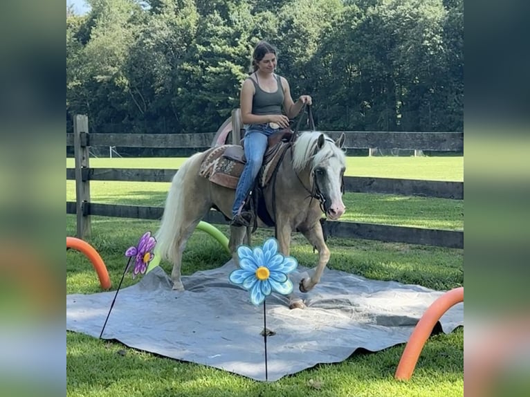 Haflinger Mestizo Caballo castrado 12 años 137 cm Palomino in Granby, CT