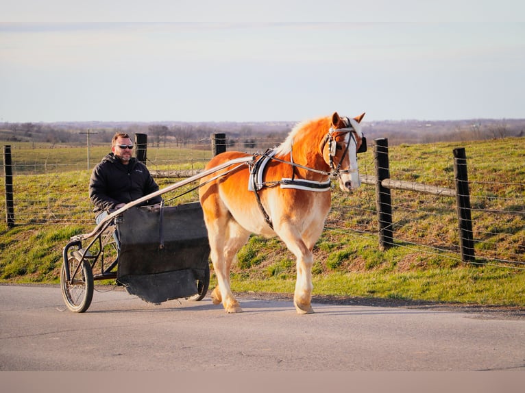 Haflinger Caballo castrado 12 años 142 cm Alazán rojizo in Hillsboro KY